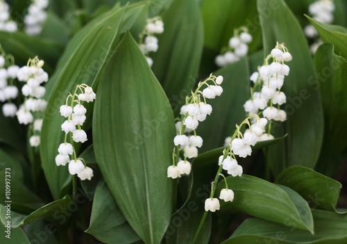 Lily of the valley 