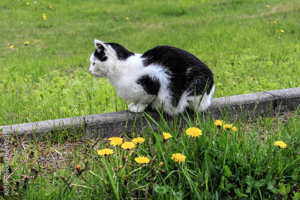 Obraz premium Katze