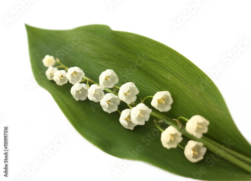 Lily of the valley isolated on the white background