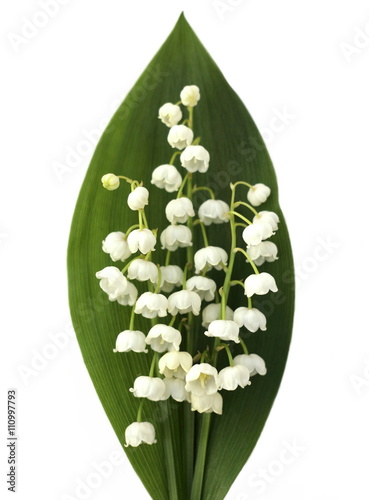Lily of the valley isolated on the white background