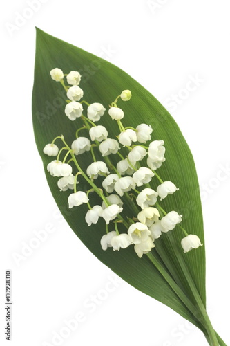 Lily of the valley isolated on the white background