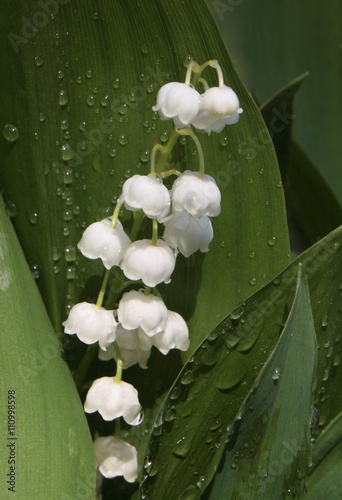 Lily of the valley 