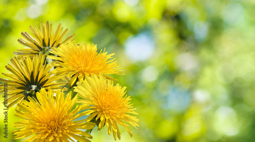 Obraz premium image of beautiful flowers closeup