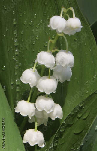 Lily of the valley 