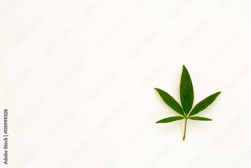 marijuana marijuana