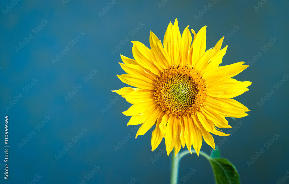 Obraz premium Sunflower on blue background.