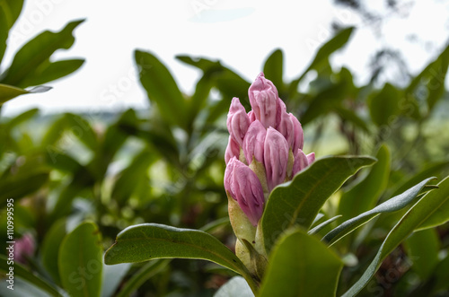 Rhododendren