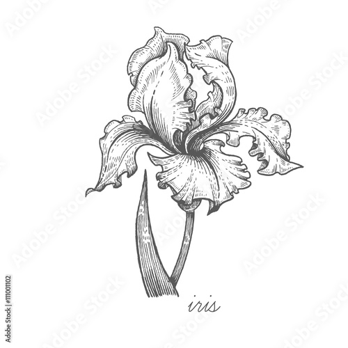 Vector image of medical plants.