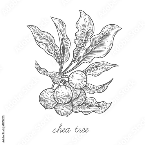 Vector image of medical plants.