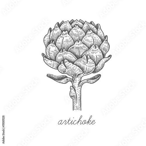 Vector image of medical plants.