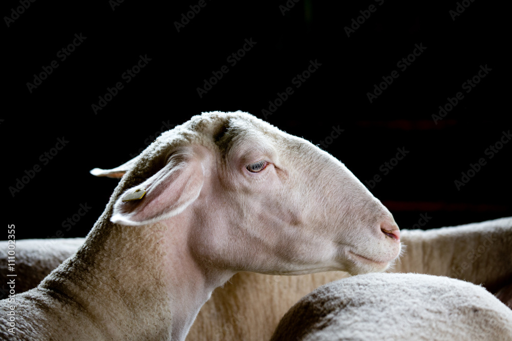 Naklejka premium Sheep head over black background