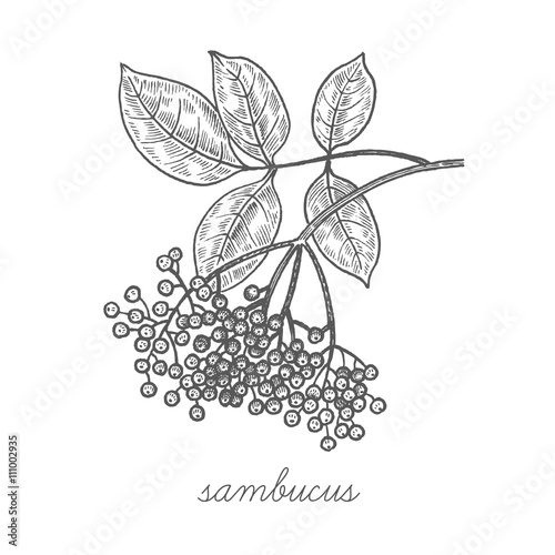 Vector image of medical plants.