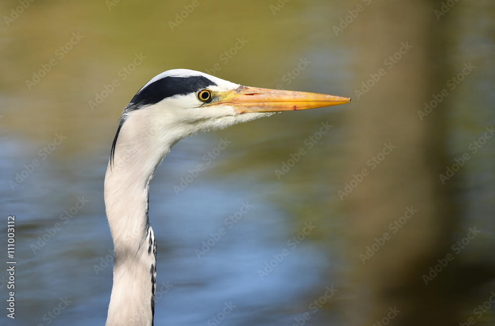 Der Fischreiher Der Fischreiher