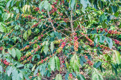 Detail of a coffee plant at a plantantion near Manizales, Colombia photo