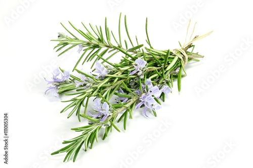 bunch of rosemary isolated on white background
