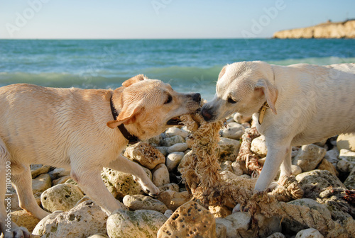 Fototapeta Naklejka Na Ścianę i Meble -  dog, sea, ocean, labrador, breed, fight, training, game, animal, rock