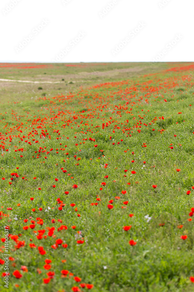 red poppies in the field as background