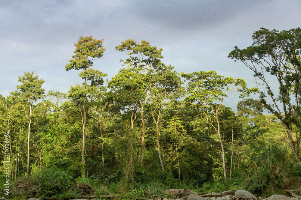 Scenic view of the jungle