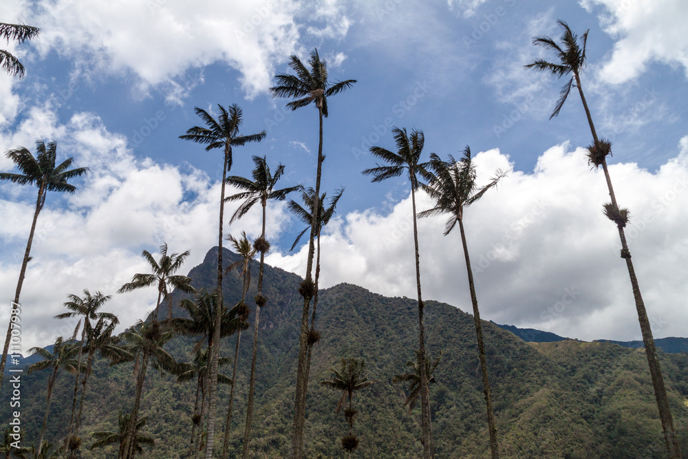 Tall wax palms in Cocora valley, Colombia.