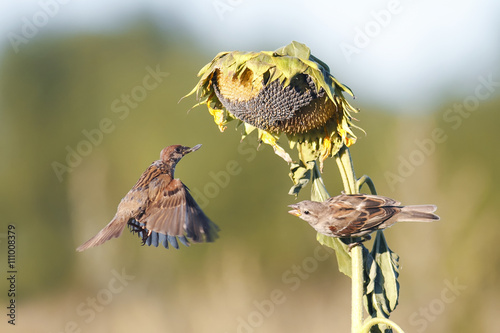 Fototapeta Naklejka Na Ścianę i Meble -   sparrows gather sunflower seeds from the sunflower in the garden in summer