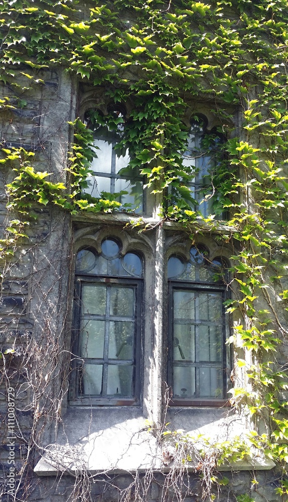 Old style architecture window covered by green plant Stock Photo ...