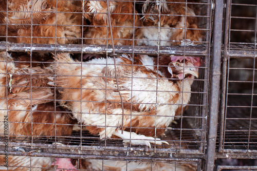 Chickens in a cage. Birds in a cage. Bird's farm. Animals abuse.