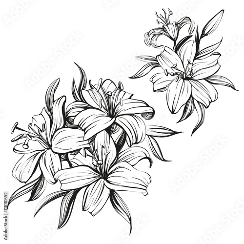 Fototapeta Naklejka Na Ścianę i Meble -  floral blooming lilies set hand drawn vector illustration sketch