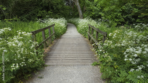 Path bordered by flowering Cow Parsley (Anthriscus sylvestris)