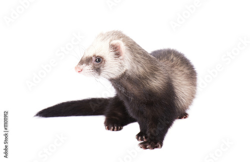 Small animal rodent ferret isolated on white background