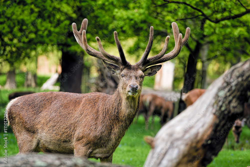 Fototapeta premium Deer with large antlers in forest. Male Stag