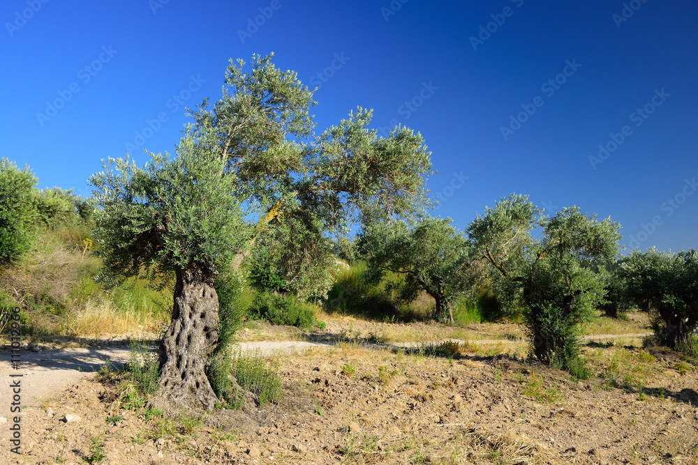 Fototapeta premium Olive trees grove near Latrun monastery in central Israel.