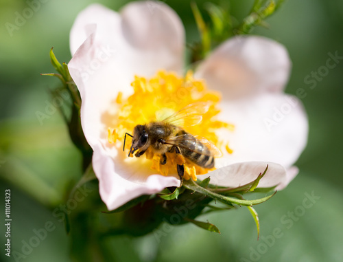 bee on a flower. macro © schankz