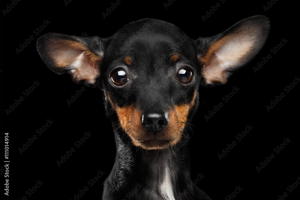 Closeup Sadly Toy Terrier Puppy Looking in Camera Isolated on Black Background Closeup Sadly Toy Terrier Puppy Looking in Camera Isolated on Black Background