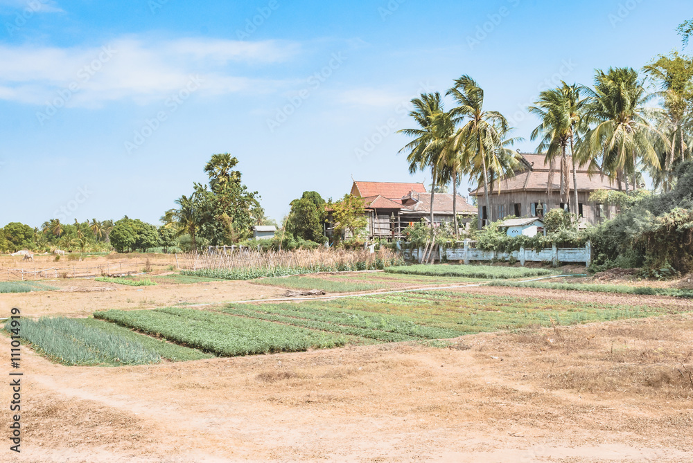 Obraz premium A cultivated field in Cambodia