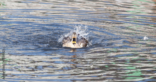 duck in the lake in nature