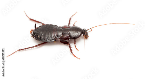 cockroach on a white background © schankz