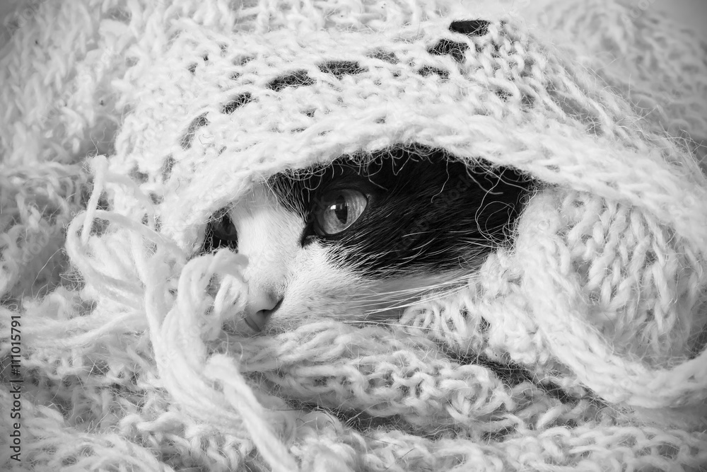 cat hiding and basking in the plaid, funny cat hiding and basking in the plaid, funny