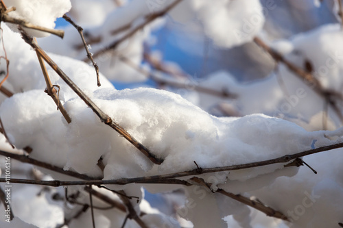 snow on the branches of a tree against the blue sky