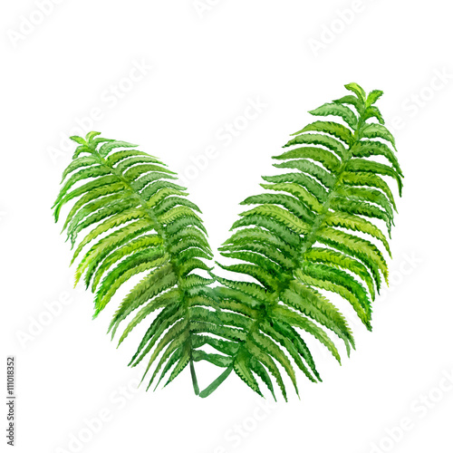 Watercolor drawing of spring fern. Hand drawn painting of beautiful plant. vascular plant. Spring greenery. Dicksonia antarctica, Monilophytes, pteridophytes. Kingdom Plantae, Subkingdom Embryophyta photo