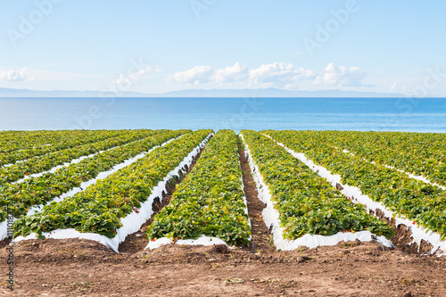 Pacific Strawberry Field.  A strawberry field overlooking the Pacific ocean near Santa Barbara, California.