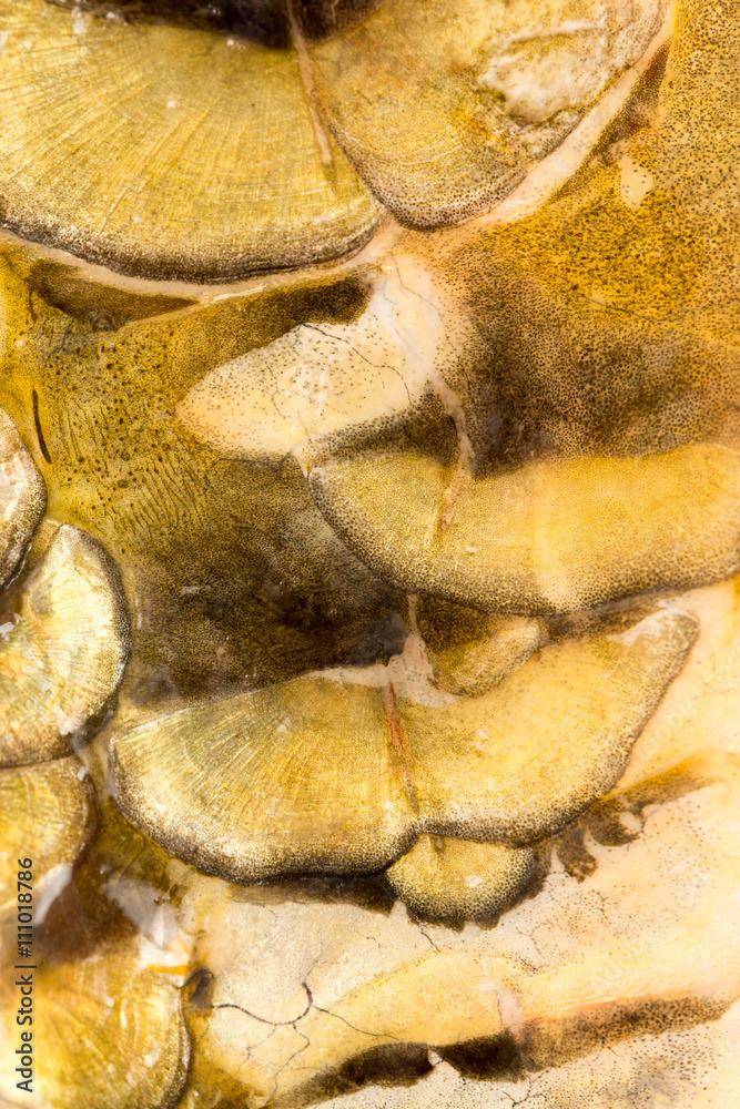 Fototapeta premium scales of a carp as a background. macro