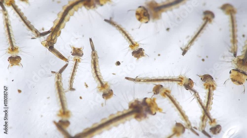 Several Mosquito Larvae Aedes aegypti Seen With 15x Magnification. Transmits Zika Virus, West Nile, Chikungunya virus and Malaria