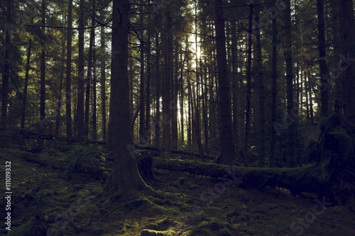 Pucks glen, Dunoon, Argyll and Bute, Scotland. photo