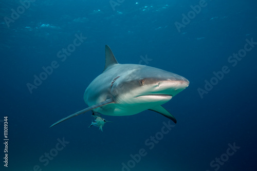 Caribbean reef shark. photo