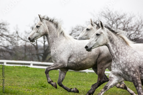 White horses galloping in a field.