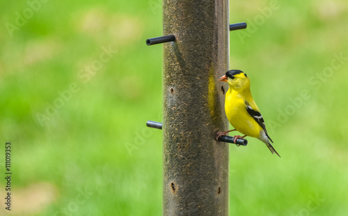 Little Yellow birds - American Goldfinches (Spinus tristis) feeding at a seed feeder as they make their new homes.