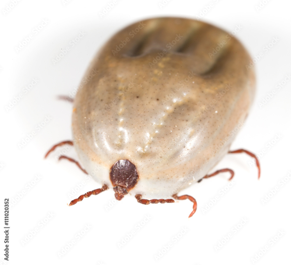 beetle mite on a white background