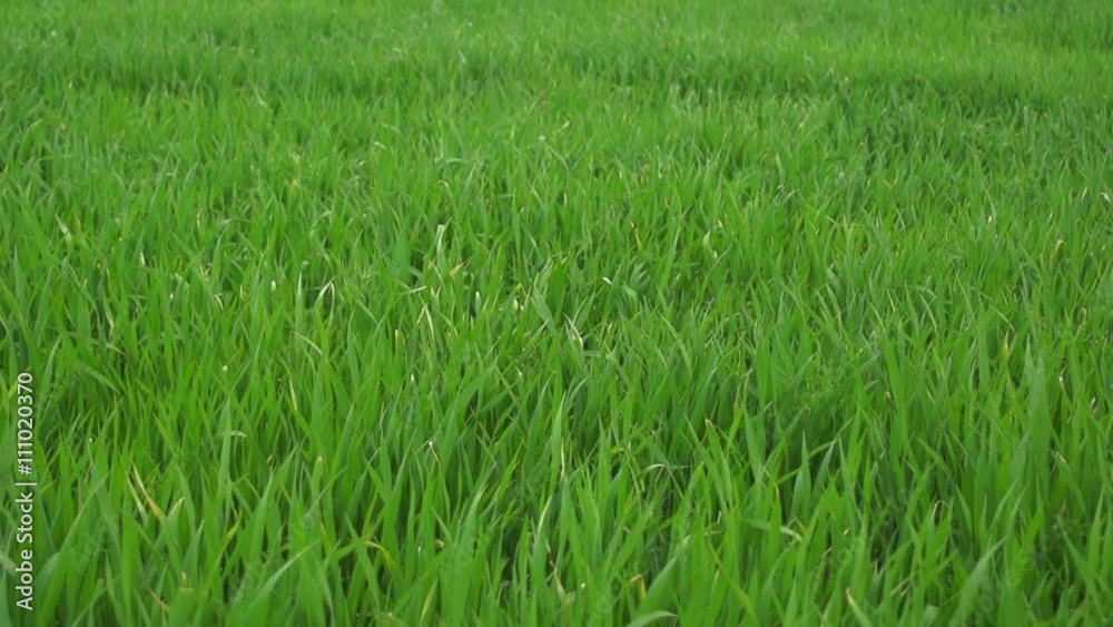 Lush, green pasture of young wheat - green turf
Lush, green pasture of young wheat - green turf