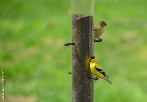 Little Yellow birds - American Goldfinches (Spinus tristis) feeding at a seed feeder as they make their new homes. © valleyboi63