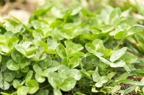 Wallpaper Mural Green clover in nature as a background Torontodigital.ca